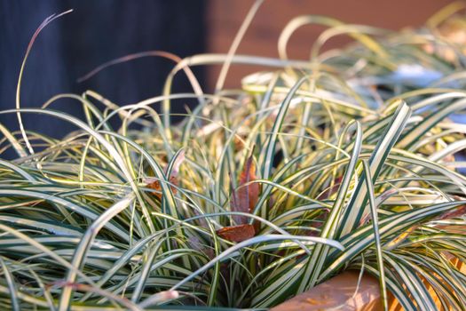 Close up of houseplants, soft light