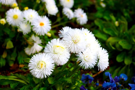 Beautiful white perennial flowers bloom in the garden