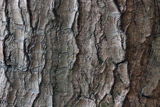 Close-up of the texture of the bark of the tree, the wooden background