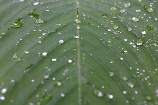 On the green leaf of a tropical plant are drops of water