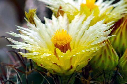 Close-up of a yellow flowering cactus flower