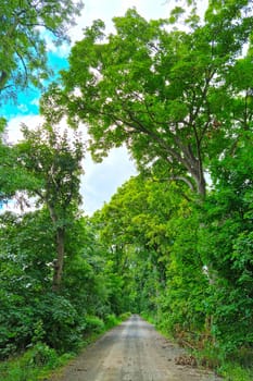 A picturesque road with green large trees on a sunny summer day