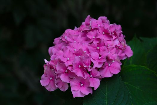 Bright flowering hydrangea buds in the park in the spring