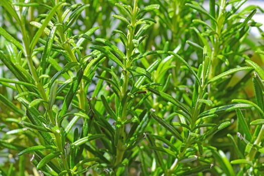 Beautiful green branches of rosemary. Rosemary has a diuretic effect, so it helps to get rid of toxins, salt and other substances during urination