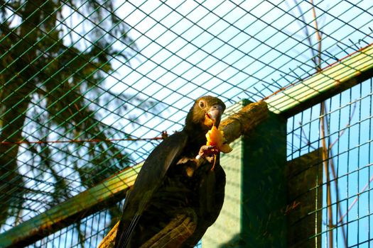 In the paw of a large parrot holds food