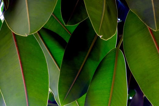 Green young leaves of trees in the park