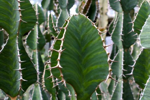 Close-up of beautiful green cacti with needles