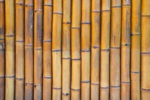View of the bamboo tree trunk, background, wood texture