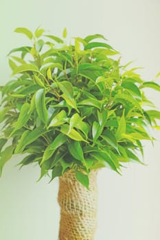 Close-up of a young green tree, a houseplant