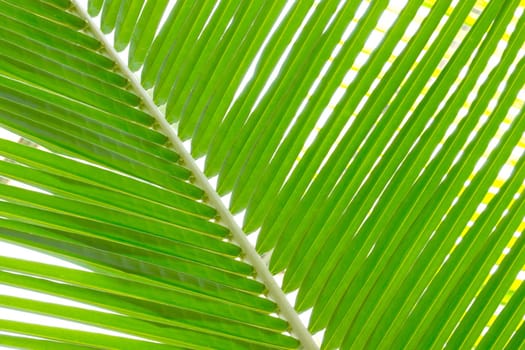 Close-up of a green palm tree, leaf background