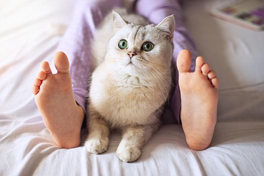 Cute white British cat, resting at home on the bed, between barefoot childrens feet in purple pajamas. Close-up