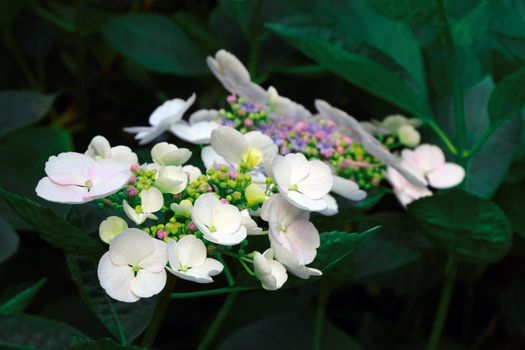 Beautiful background of blooming hydrangeas in the park