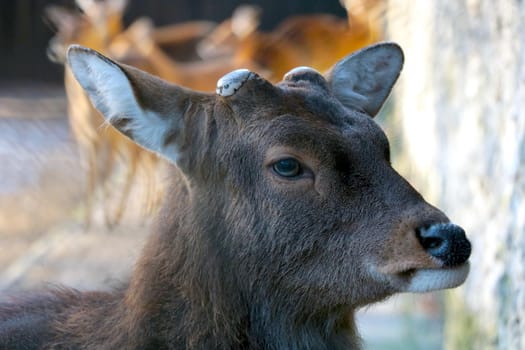 Close-up of a hornless deer in the park