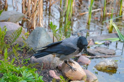 Out of focus, blurry background, crow standing on a rock