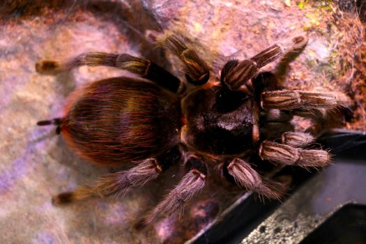 View from above on a large poisonous beautiful spider