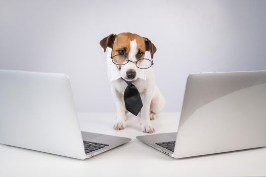 Jack Russell Terrier dog in glasses and a tie sits between two laptops on a white background