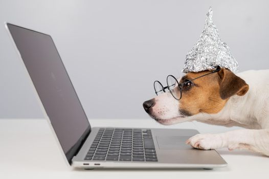 Jack Russell Terrier dog in a tinfoil hat and glasses works at a laptop