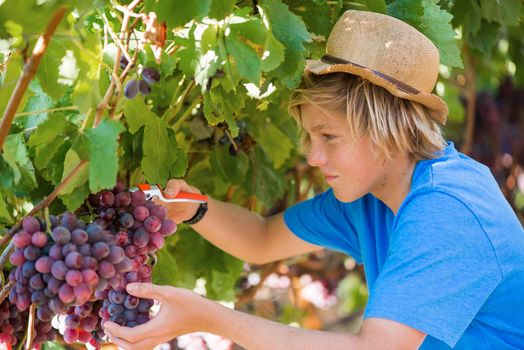 Young worker picking red grapes in vineyard at sunny day. Boy in hat and blue t-shirt harvesting ripe grapes from grapevine. Harvest time in winery industry. Young caucasian farmer at work outdoor.