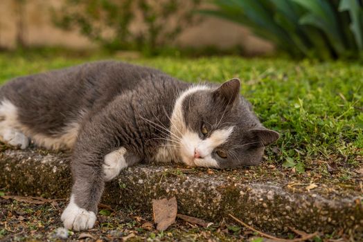 Cute grey and white cat rest in the meadow