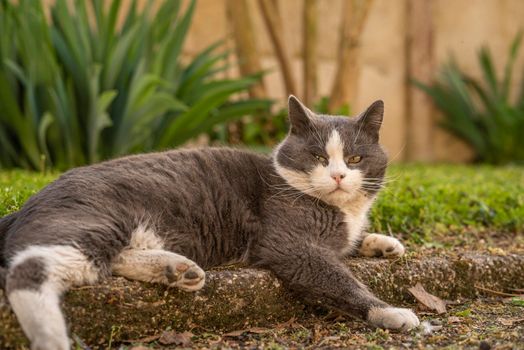 Cute grey and white cat rest in the meadow