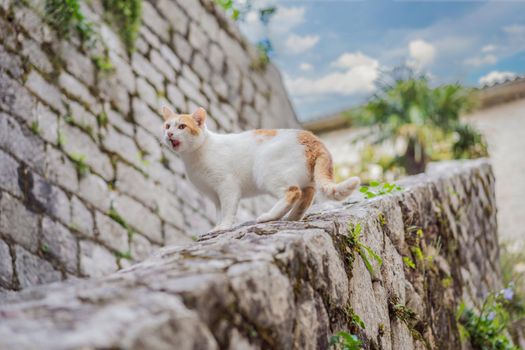 Cat on the street of Kotor, the city with the cats in Montenegro.