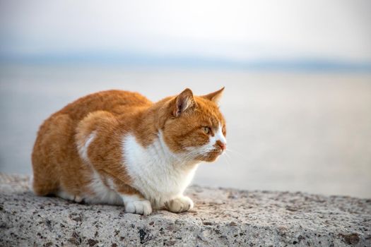 Portrait of fluffy cat. Blurred background. Horizontal view