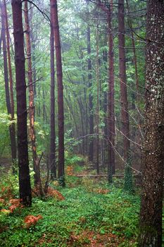 View inside of the foggy forest on the trees. Vertical view