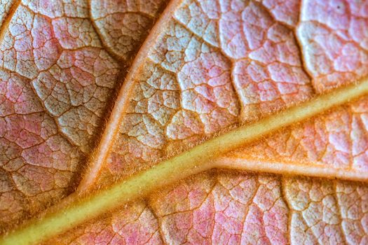 Amazing macro detail of leaf structure