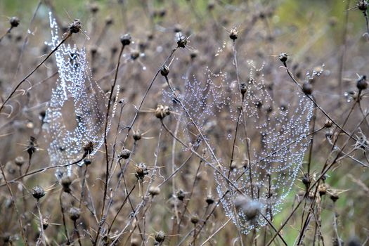 Beauty cobwebs with raindrops on a plant in the field. Weather with fog