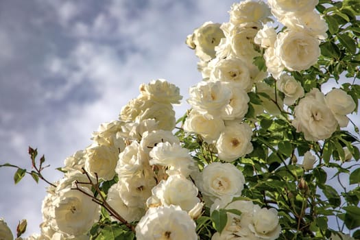 Many white Roses on the branch in the Garden. Flowering roses in the garden. Floral background.
