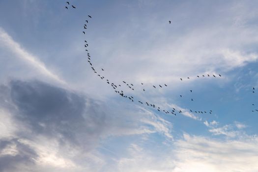 a flock of birds flying south against a cloudy sky