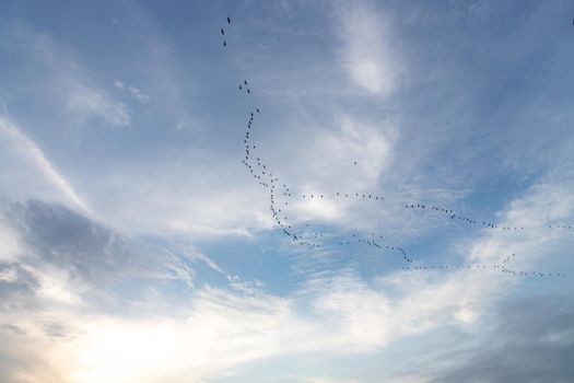 Bird migration against a cloudy sky, the regular seasonal movement