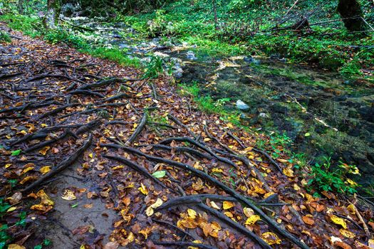 amazing forest roots of wood in earth