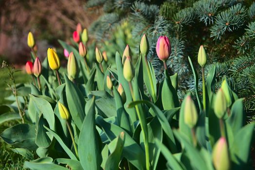 Colorful tulips in blossom - spring time is here