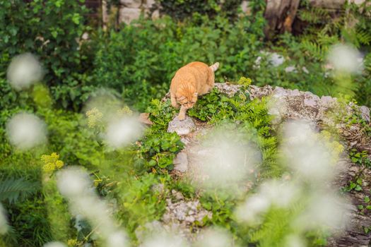 Cat on the street of Kotor, the city with the cats in Montenegro.