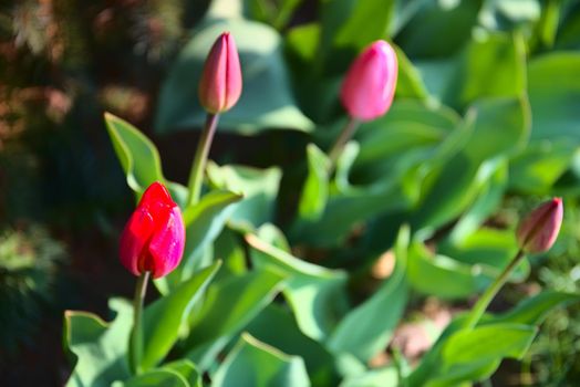 Colorful tulips in blossom - spring time is here