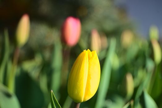 Colorful tulips in blossom - spring time is here