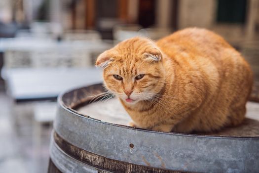 Cat on the street of Kotor, the city with the cats in Montenegro.