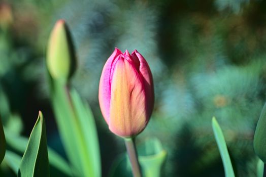 Colorful tulips in blossom - spring time is here