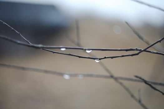 Rain drops on tree branches on a rainy day. Drops of rain hang on branch with blurred background