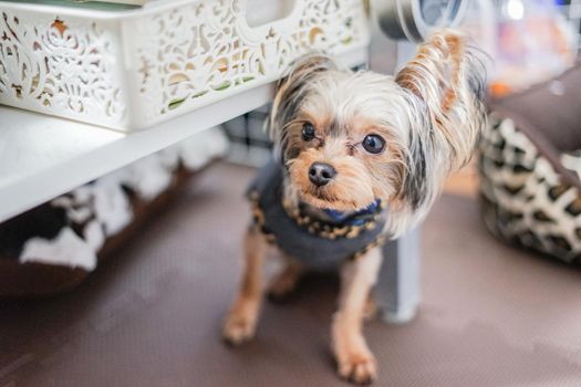 Cute Yorkshire Terrier (Companion Animal). Shooting Location: Tokyo metropolitan area
