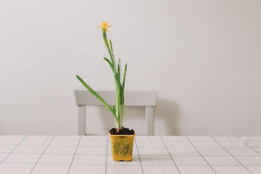 Beautiful daffodil on white background. Gardening, Spring and Easter concept