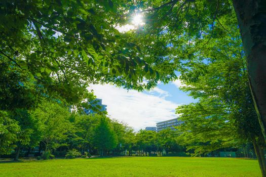 Akishima City · New green of Tsubajimaoka Park. Shooting Location: Tokyo Metropolitan Akishima City