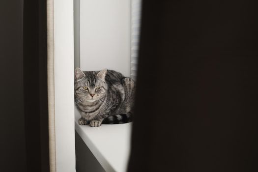 funny tabby scottish straight cat at home. Cat portrait.