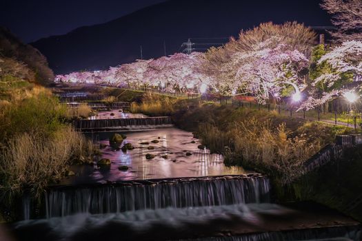 Miyagino Hayakawa Sakura. Shooting Location: Odawara City, Kanagawa Prefecture