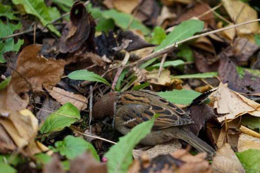 Autumn leaves and sparrow image. Shooting Location: Tokyo metropolitan area