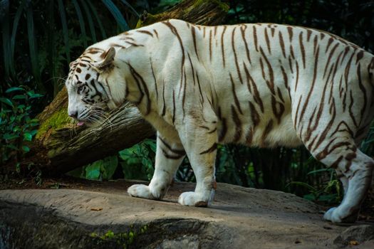 White tiger in jungle. Shooting Location: Singapore