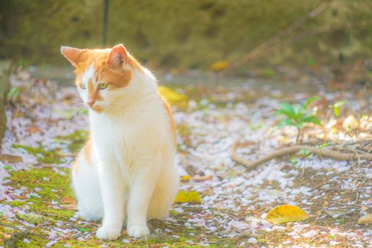 Image of Japanese Bobtail (Tiger Pattern). Shooting Location: Tokyo metropolitan area
