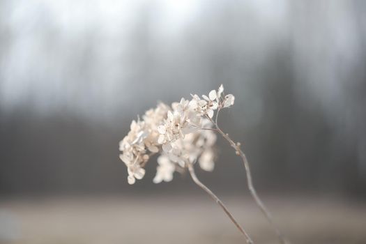 Dry hydrangea branches with flowers on a blurry background. Hydrangea Hortensis. Seasonal nature background. Spring landscape details. Wild plants in meadow