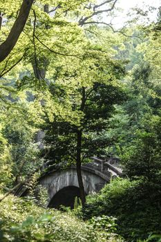 New green of Koishikawa Korakuen. Shooting Location: Tokyo metropolitan area
